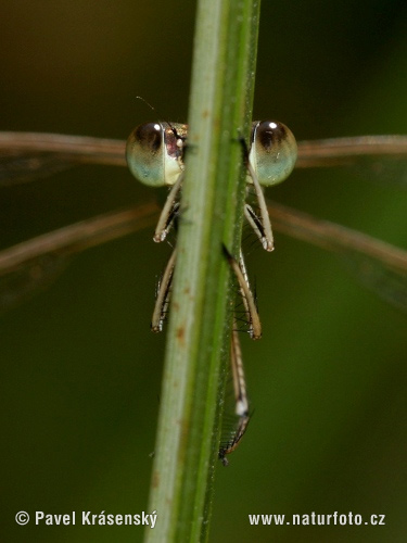 Šidlovka brvnatá (Lestes barbarus)