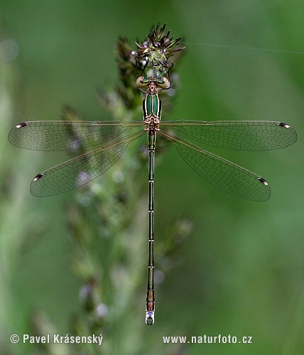 Šidlovka brvnatá (Lestes barbarus)