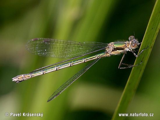 šidlovka tmavá (Lestes dryas)