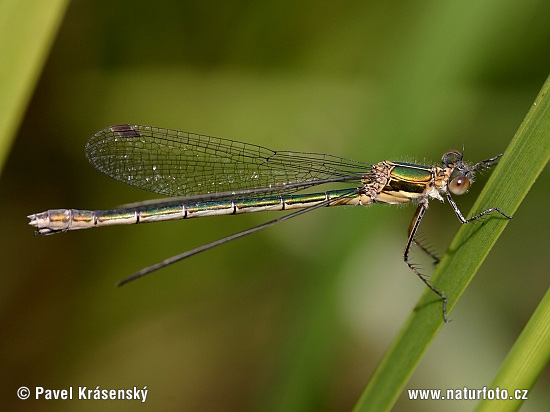 šidlovka tmavá (Lestes dryas)