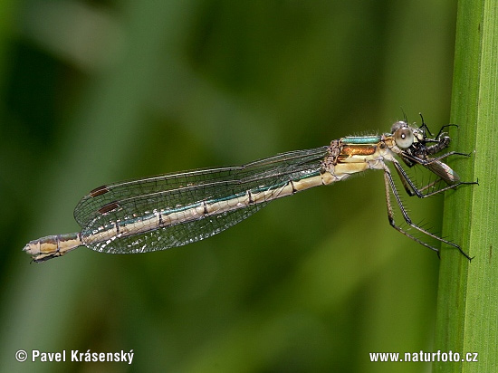 šidlovka tmavá (Lestes dryas)