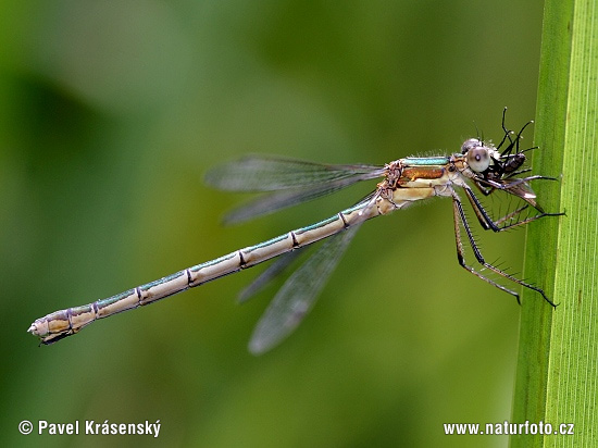 šidlovka tmavá (Lestes dryas)