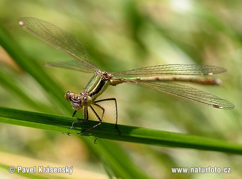 šidlovka tmavá (Lestes dryas)