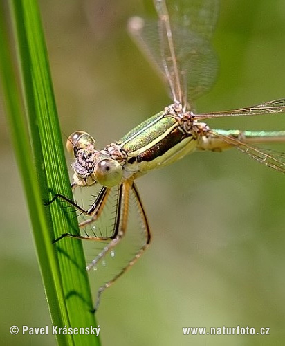 šidlovka tmavá (Lestes dryas)