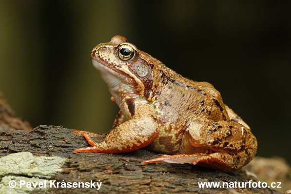 Skokan hnedý (Rana temporaria)