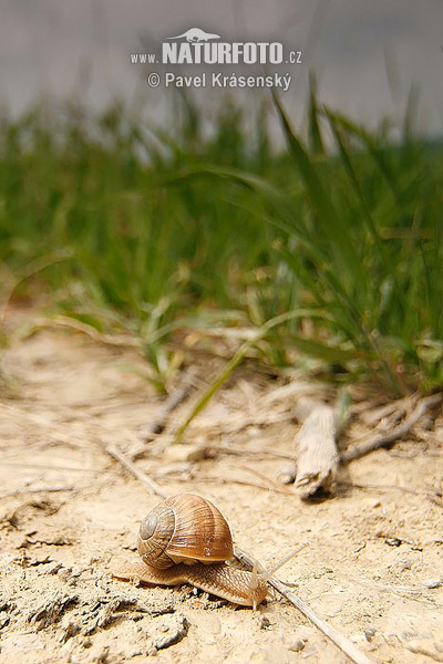 Slimák záhradný (Helix pomatia)