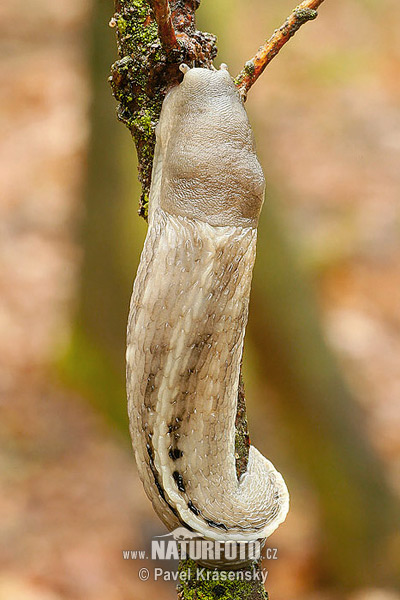 Slizniak pásavý (Limax cinereoniger)