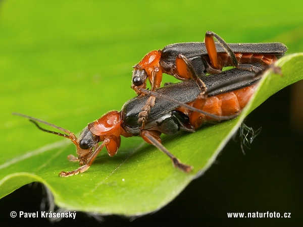 Snehuľčík obyčajný (Cantharis rustica)