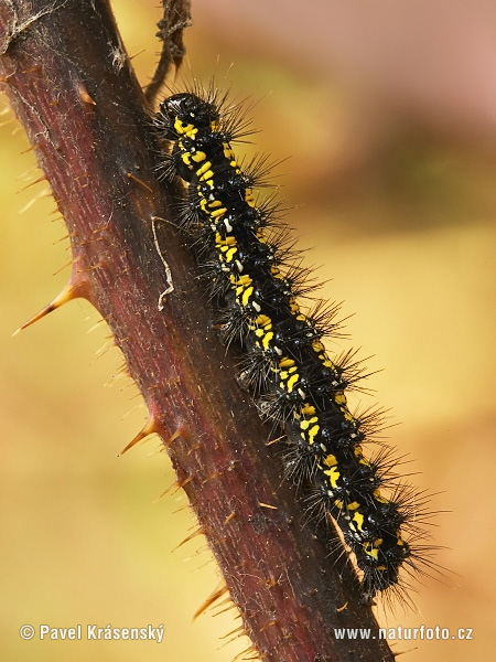 Spriadač hluchavkový (Callimorpha dominula)