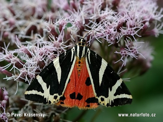 Spriadač kostihojový (Euplagia quadripunctaria)