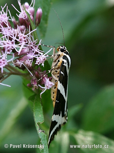 Spriadač kostihojový (Euplagia quadripunctaria)