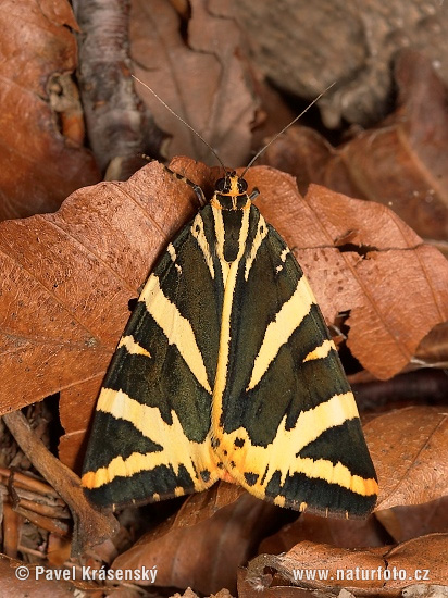 Spriadač kostihojový (Euplagia quadripunctaria)