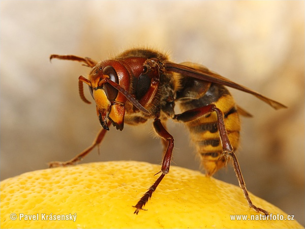 Sršeň obyčajný (Vespa crabro)