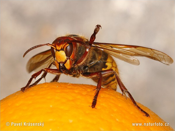 Sršeň obyčajný (Vespa crabro)