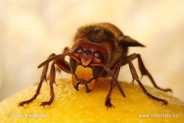 Sršeň obyčajný (Vespa crabro)