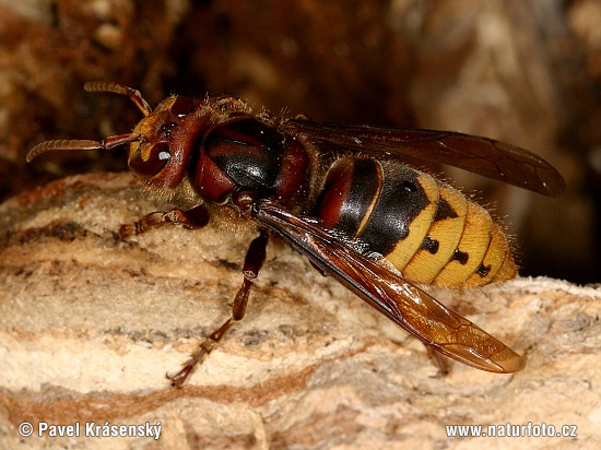 Sršeň obyčajný (Vespa crabro)