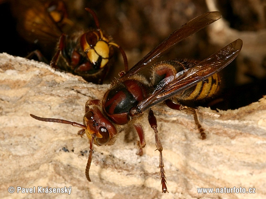 Sršeň obyčajný (Vespa crabro)