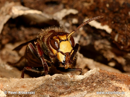 Sršeň obyčajný (Vespa crabro)