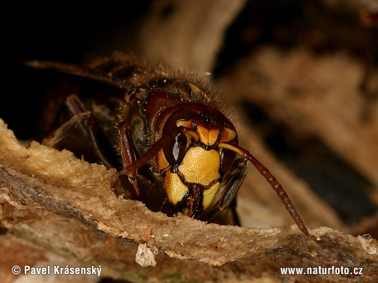 Sršeň obyčajný (Vespa crabro)