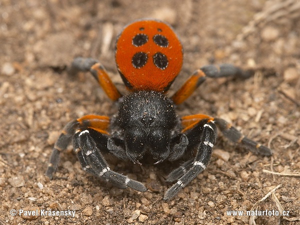 Stepník červený (Eresus cinnaberinus)