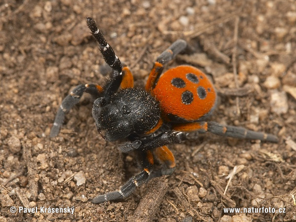 Stepník červený (Eresus cinnaberinus)