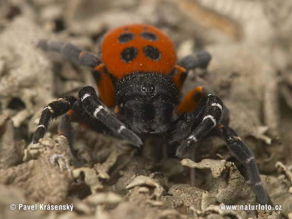 Stepník červený (Eresus cinnaberinus)