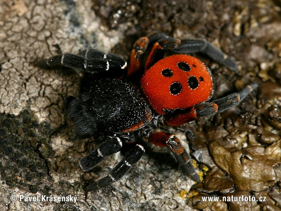 Stepník červený (Eresus cinnaberinus)