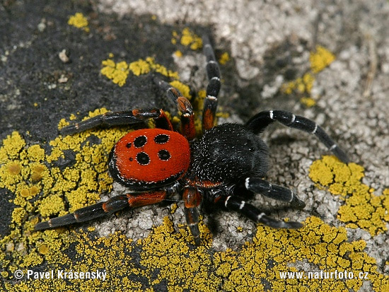 Stepník červený (Eresus cinnaberinus)