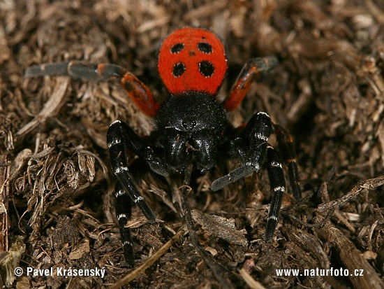 Stepník červený (Eresus cinnaberinus)