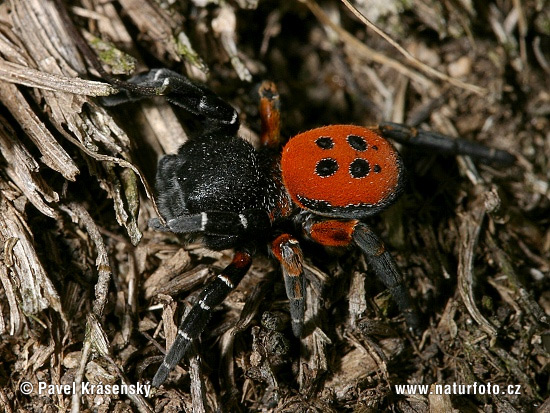 Stepník červený (Eresus cinnaberinus)