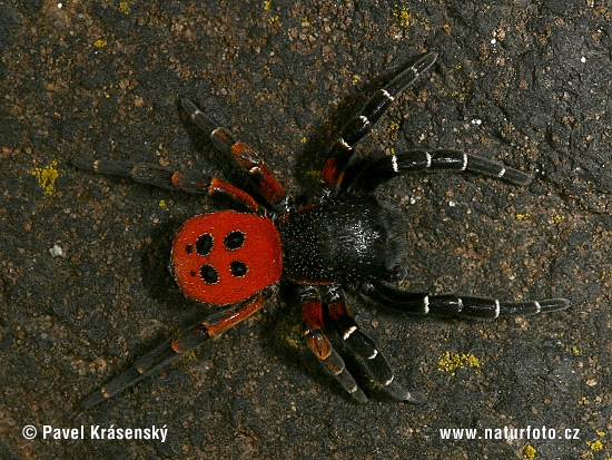 Stepník červený (Eresus cinnaberinus)