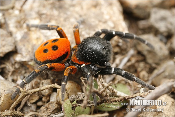 Stepník červený (Eresus cinnaberinus)