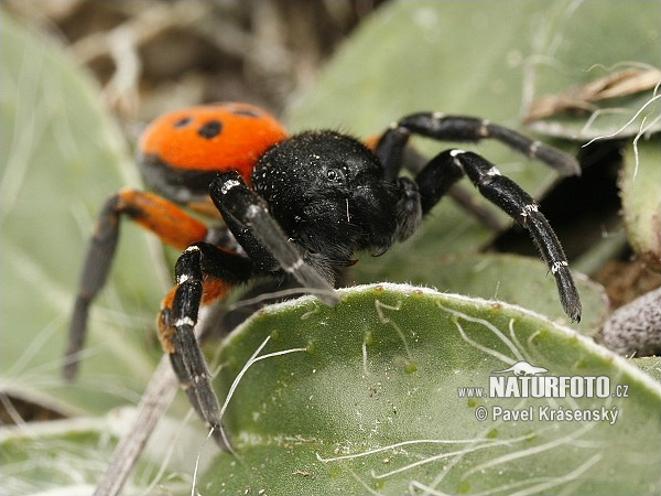 Stepník červený (Eresus cinnaberinus)