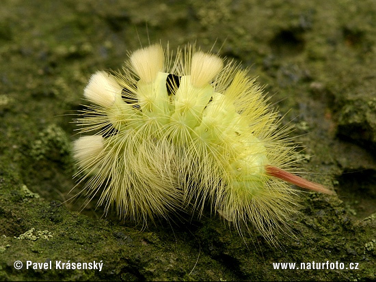 Štetinavec orechový (Calliteara pudibunda)