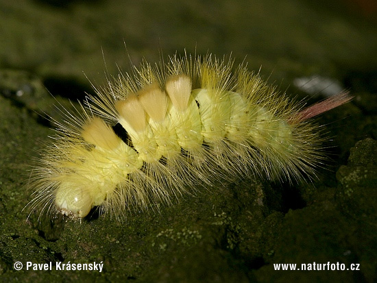 Štetinavec orechový (Calliteara pudibunda)