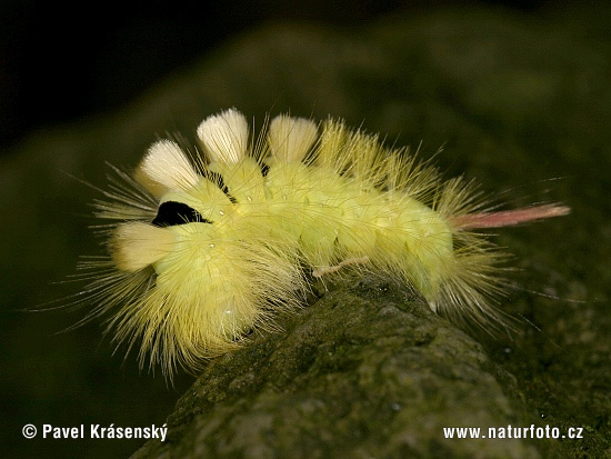 Štetinavec orechový (Calliteara pudibunda)