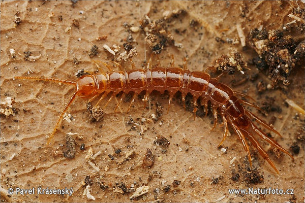 Stonôžka obyčajná (Lithobius forficatus)