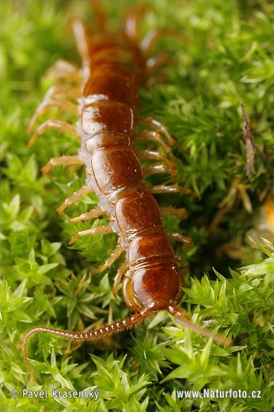 Stonôžka obyčajná (Lithobius forficatus)