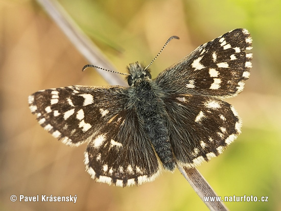 Súmračník jahodový (Pyrgus malvae)