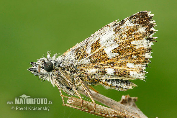 Súmračník jahodový (Pyrgus malvae)