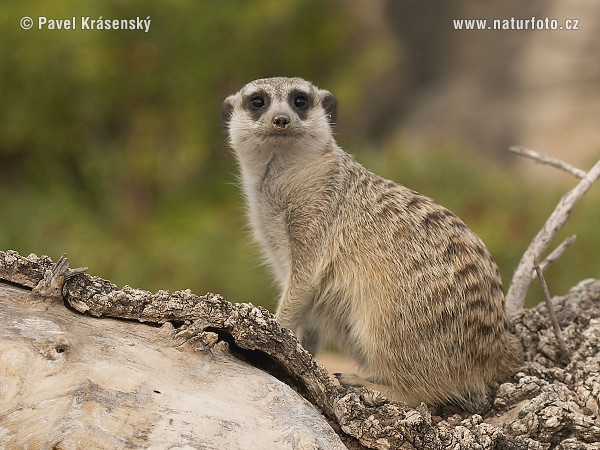 Surikata vlnkavá (Suricata suricatta)