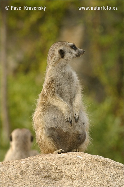 Surikata vlnkavá (Suricata suricatta)