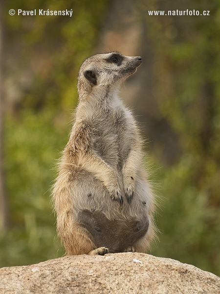 Surikata vlnkavá (Suricata suricatta)