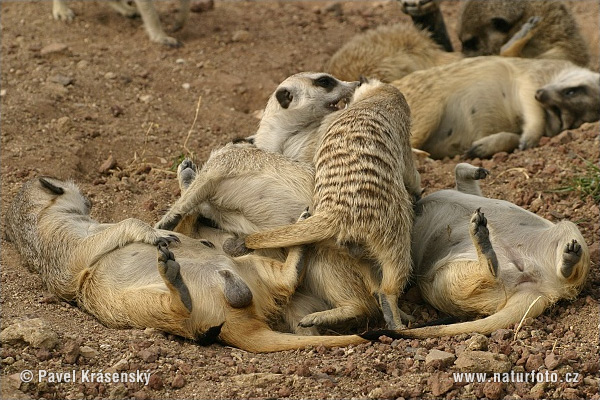 Surikata vlnkavá (Suricata suricatta)