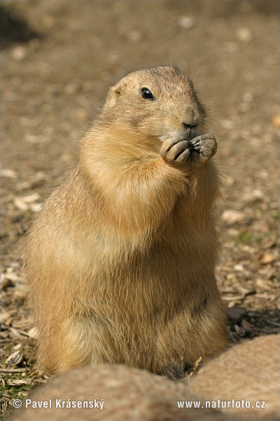 Svišť prérijný (Cynomys ludovicianus)