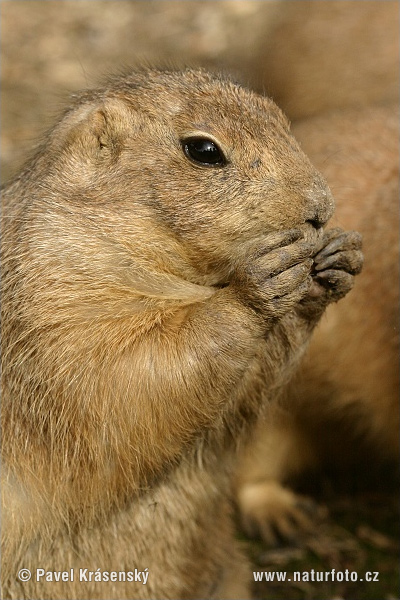 Svišť prérijný (Cynomys ludovicianus)