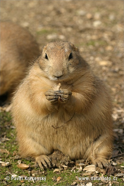 Svišť prérijný (Cynomys ludovicianus)