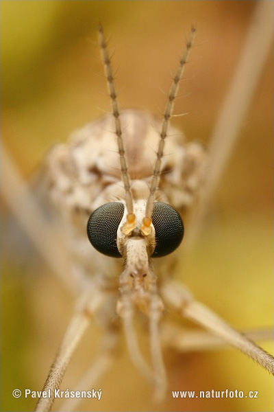 Tiplice (Tipula sp.)