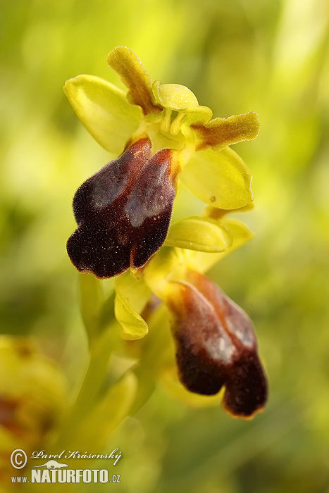 Tořič (Ophrys fusca)
