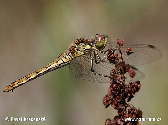 Vážka obyčajná (Sympetrum vulgatum)